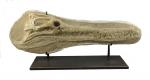 * - CRÂNE DE CROCODILE fossilisé. CROCODILE DYROSAURUS PHOSPHATICUS (?)Cénozoïque,...