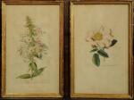 Réunion de trois ESTAMPES botaniques :-D'après Bernard-Léon, gravée par Severeyns....