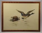Fernand MAISSEN (1873-?). Griffon nageant après un colvert.Lithographie, contresignée au...