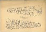 Pierre LETUAIRE (1798-1884)Esquisses de têtes, 6 feuilles.Encre sur papier. Certaines...